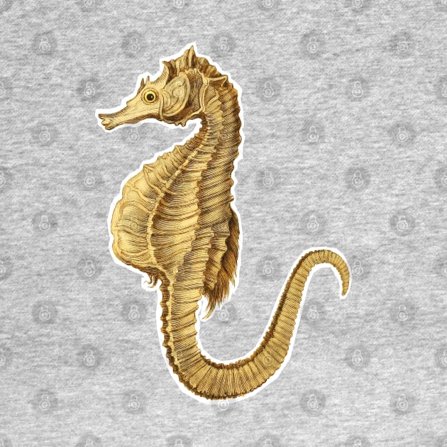 Hippocampus seahorse by Marccelus